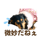ダックスLove＆Sara4（個別スタンプ：30）