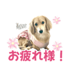 ダックスLove＆Sara4（個別スタンプ：31）