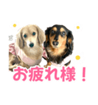 ダックスLove＆Sara4（個別スタンプ：32）