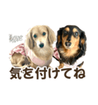 ダックスLove＆Sara4（個別スタンプ：33）