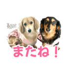 ダックスLove＆Sara4（個別スタンプ：35）