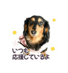 ダックスLove＆Sara4（個別スタンプ：37）