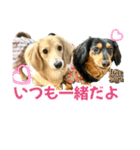 ダックスLove＆Sara4（個別スタンプ：38）