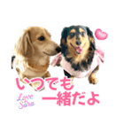 ダックスLove＆Sara4（個別スタンプ：39）