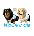 ダックスLove＆Sara4（個別スタンプ：40）