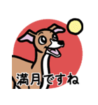 イタグレ達と自然のスタンプ（個別スタンプ：21）
