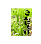 yocco baba(花と植物②)（個別スタンプ：2）