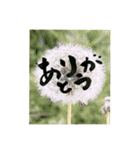 yocco baba(花と植物②)（個別スタンプ：4）