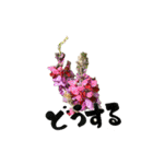 yocco baba(花と植物②)（個別スタンプ：17）