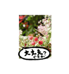yocco baba(花と植物②)（個別スタンプ：18）
