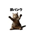 ライター猫【出版・WEB・書籍】（個別スタンプ：3）