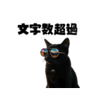 ライター猫【出版・WEB・書籍】（個別スタンプ：5）