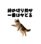 ライター猫【出版・WEB・書籍】（個別スタンプ：6）