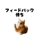 ライター猫【出版・WEB・書籍】（個別スタンプ：8）
