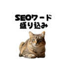ライター猫【出版・WEB・書籍】（個別スタンプ：9）