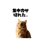 ライター猫【出版・WEB・書籍】（個別スタンプ：10）