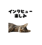 ライター猫【出版・WEB・書籍】（個別スタンプ：11）