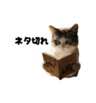 ライター猫【出版・WEB・書籍】（個別スタンプ：12）