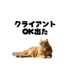 ライター猫【出版・WEB・書籍】（個別スタンプ：13）