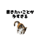 ライター猫【出版・WEB・書籍】（個別スタンプ：15）