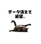 ライター猫【出版・WEB・書籍】（個別スタンプ：20）