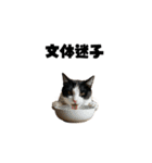 ライター猫【出版・WEB・書籍】（個別スタンプ：21）
