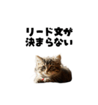 ライター猫【出版・WEB・書籍】（個別スタンプ：22）