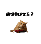 ライター猫【出版・WEB・書籍】（個別スタンプ：24）