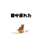 ライター猫【出版・WEB・書籍】（個別スタンプ：25）
