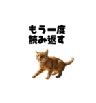 ライター猫【出版・WEB・書籍】（個別スタンプ：27）