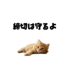 ライター猫【出版・WEB・書籍】（個別スタンプ：28）
