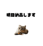ライター猫【出版・WEB・書籍】（個別スタンプ：29）