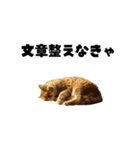 ライター猫【出版・WEB・書籍】（個別スタンプ：30）