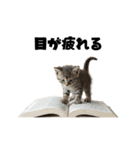 ライター猫【出版・WEB・書籍】（個別スタンプ：34）