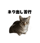 ライター猫【出版・WEB・書籍】（個別スタンプ：39）