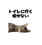 書店員の猫（個別スタンプ：11）