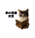 書店員の猫（個別スタンプ：12）