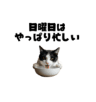 書店員の猫（個別スタンプ：21）