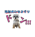 シュナウザーグリの日常3（個別スタンプ：4）