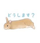うさぎ〜むく〜（個別スタンプ：20）