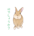 うさぎ〜むく〜（個別スタンプ：21）