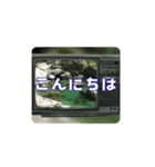 涼しい川のスタンプ（個別スタンプ：2）