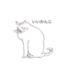 猫のいつもの会話（個別スタンプ：1）