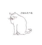 猫のいつもの会話（個別スタンプ：4）