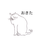 猫のいつもの会話（個別スタンプ：19）