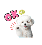 かわいいトイプーの犬スタンプ（個別スタンプ：6）