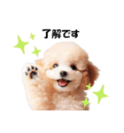 かわいいトイプーの犬スタンプ（個別スタンプ：7）