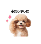 かわいいトイプーの犬スタンプ（個別スタンプ：8）