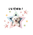 かわいいトイプーの犬スタンプ（個別スタンプ：10）