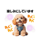 かわいいトイプーの犬スタンプ（個別スタンプ：12）